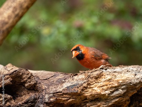 Northern Cardinal