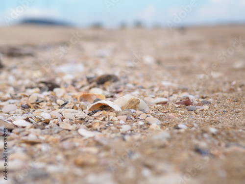 Shell lifeless on the sand before going into the sea shells by the sea 