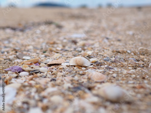 Shell lifeless on the sand before going into the sea shells by the sea 