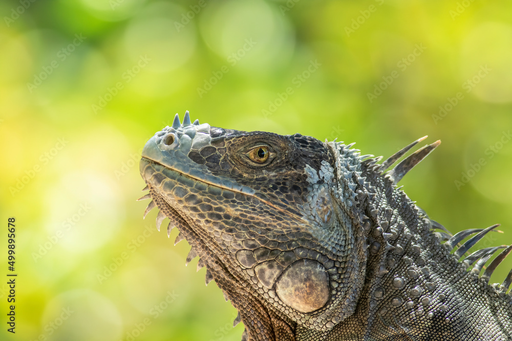 Obraz premium A close-up photo of an old adult green iguana lizard in the Florida Keys 