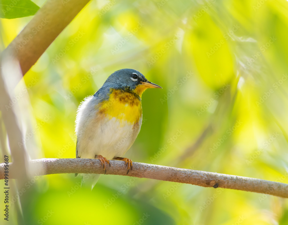 Obraz premium A northern parula warbler perched on a tree limb 