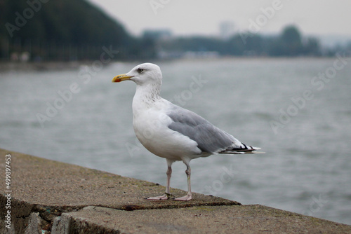 seagull on the beach