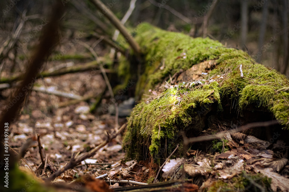 Fototapeta premium moss on the tree