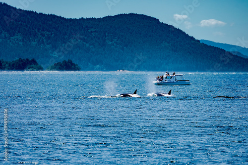 whale watching photo