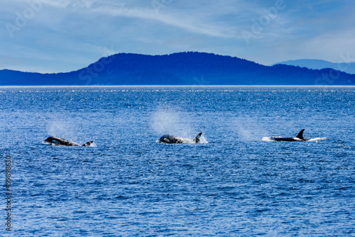 Orca whales swimming in puget sound