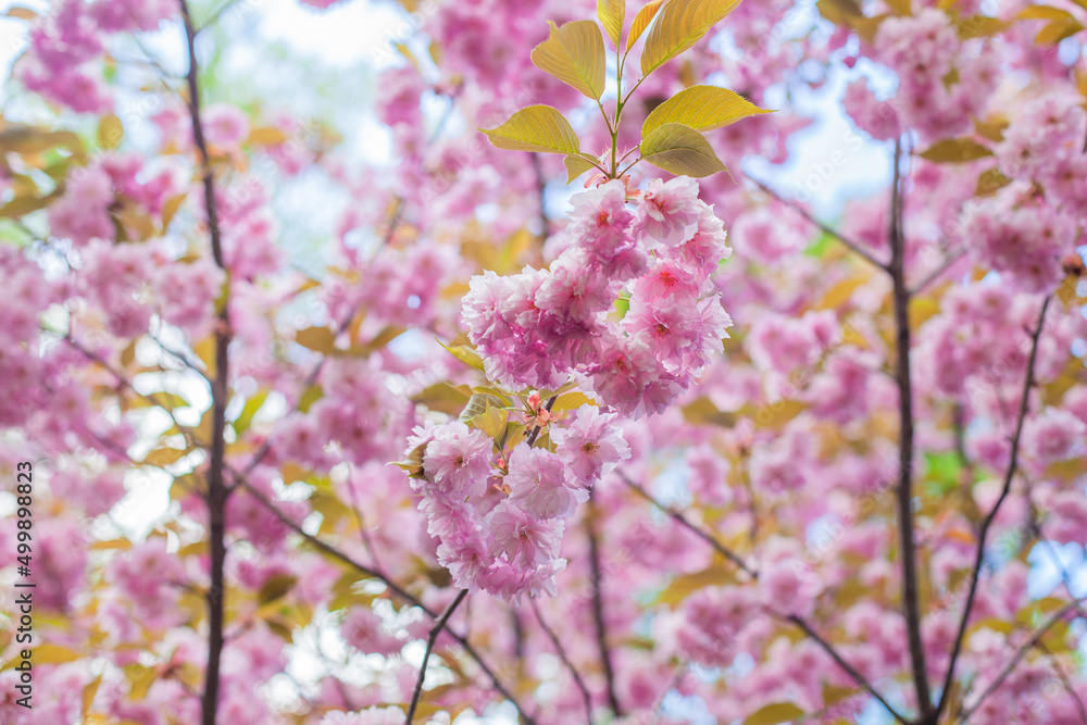 Fototapeta premium Japanese Flowering Cherry, National Flower of Japan. Japanese Cherry Blossom, Sakura, East Asian Cherry, Prunus Serrulata, Spring Day In Garden. Ornamental Cherry Blossom Trees. 