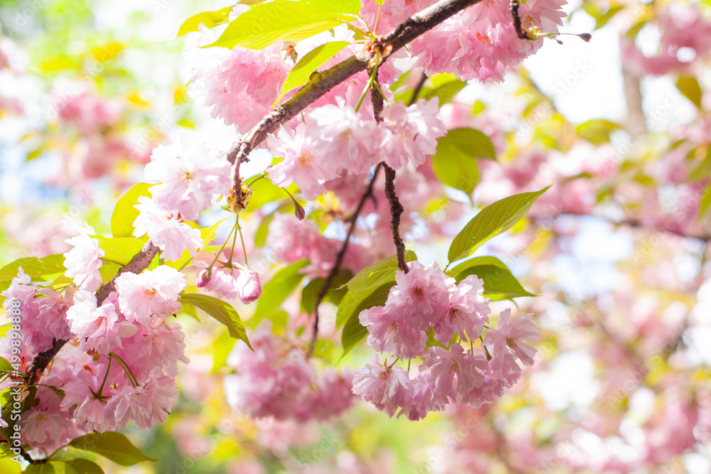 Japanese Flowering Cherry, National Flower of Japan. Japanese Cherry Blossom, Sakura, East Asian Cherry, Prunus Serrulata, Spring Day In Garden. Ornamental Cherry Blossom Trees.	