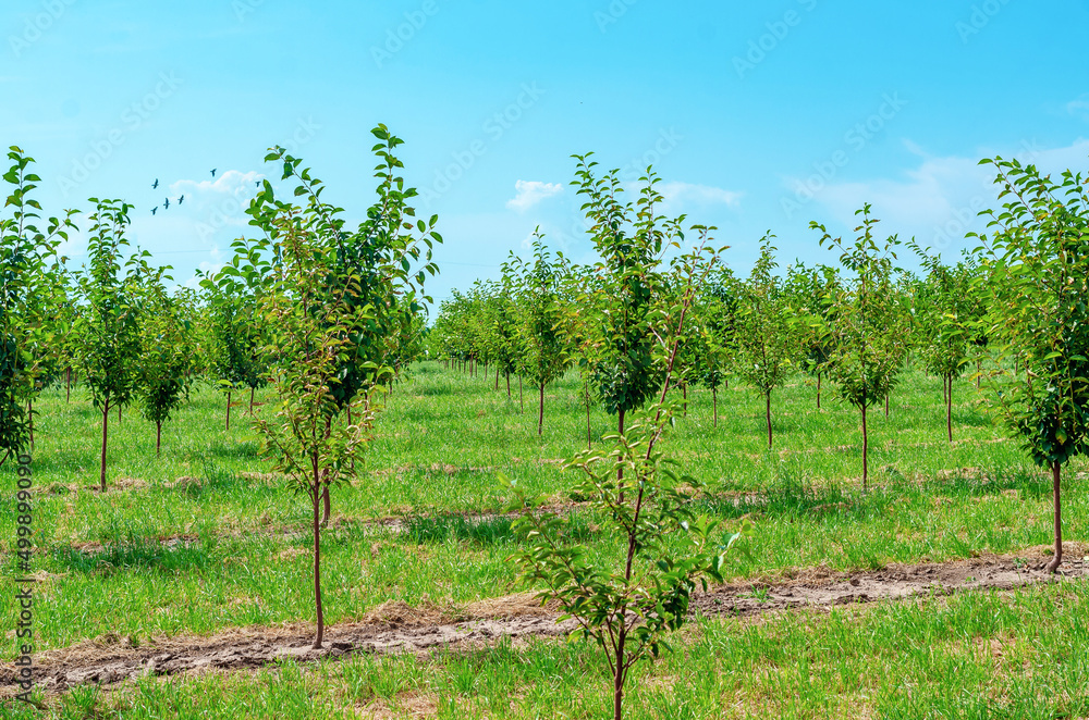Rows of young seedlings. Nursery of fruit trees. Green delicate leaves on the branches. Gardening. Rows of young seedlings. Nursery of fruit trees. Green delicate leaves on the branches. Gardening.