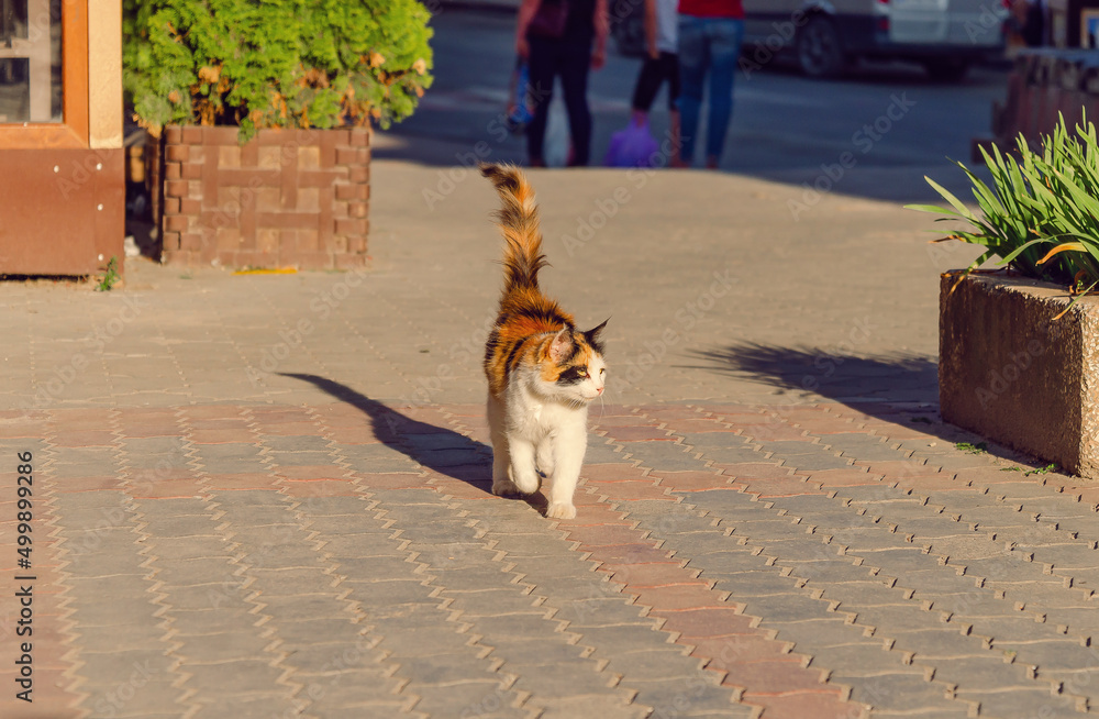 Tricolor cat walks on the pavement. Friendly animal. Cityscape.