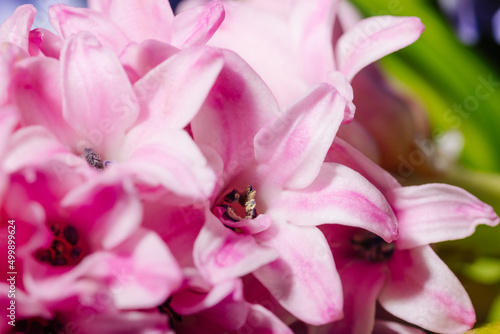 Blooming pink hyacinth flowers close-up macro photography