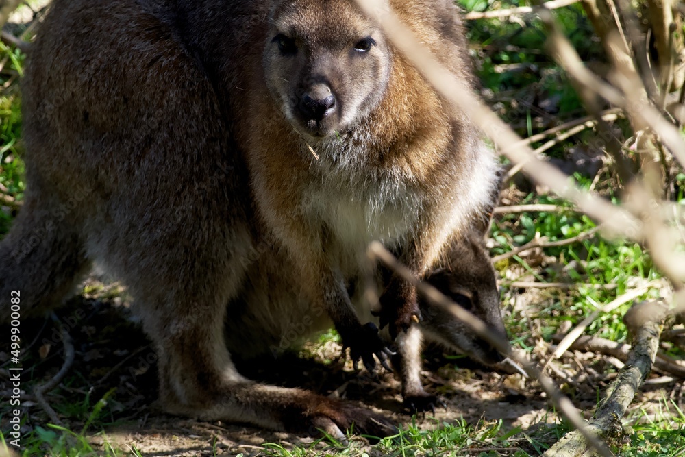 Naklejka premium Kangourou