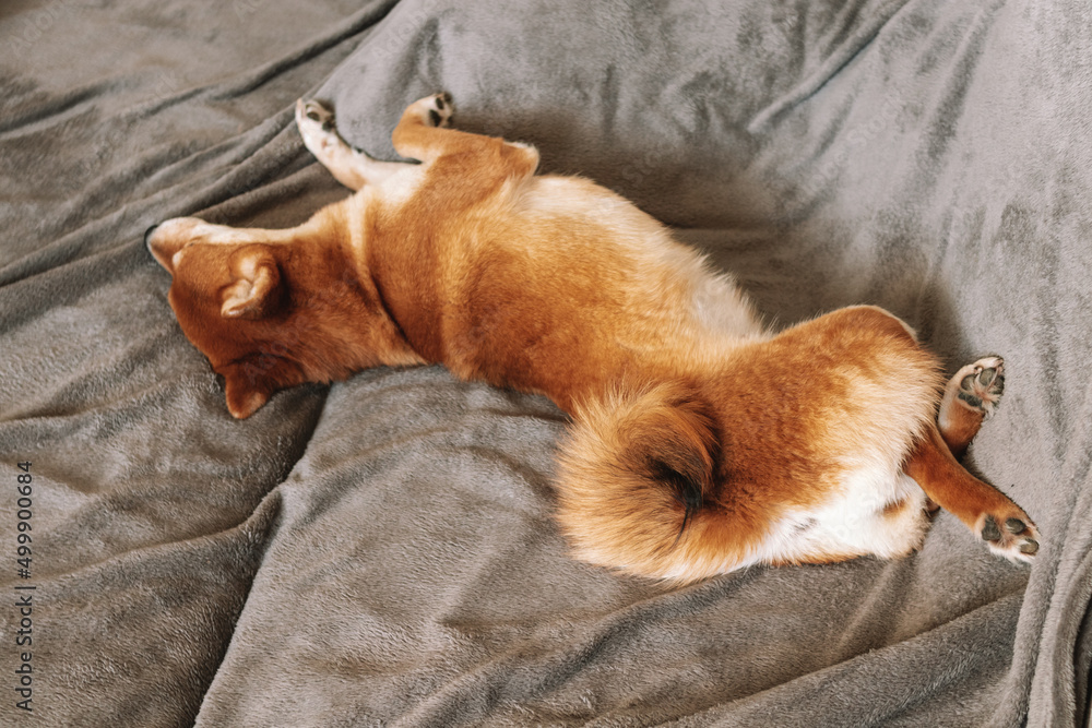 Japanese shiba inu dog lies on the couch and sleeps. Shiba inu dog portrait. Cute dog. 