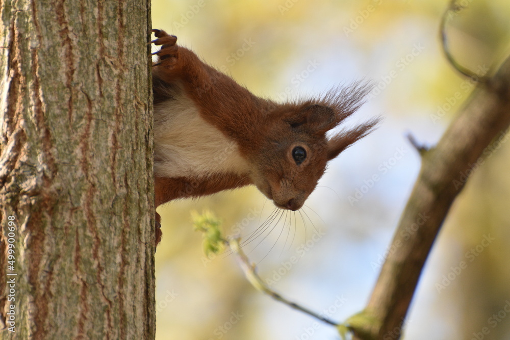 Neugieriges Eichhörnchen Neugieriges Eichhörnchen
