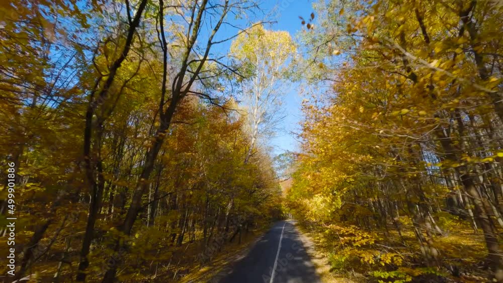 Smooth fast flight close to branches of trees along the road. Picturesque autumn aerial landscapeat sunset. Smooth fast flight close to branches of trees along the road. Picturesque autumn aerial landscapeat sunset.