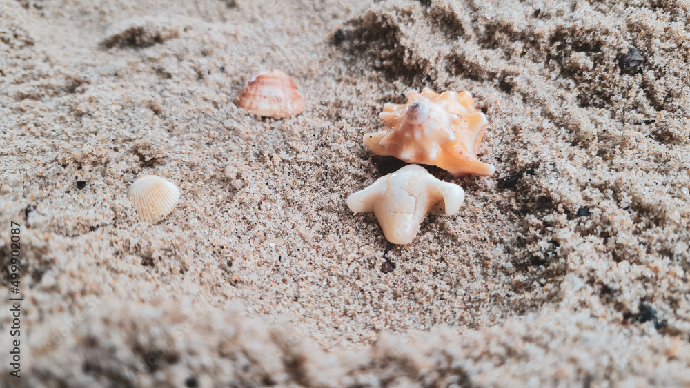 Conchas na areia da praia Conchas na areia da praia