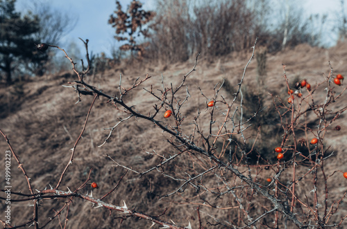 Red berries on a bush without leaves in winter, selective focus. Red berries on a tree without leaves in the forest close up. Hawthorn branch with thorns. Dry grass background.