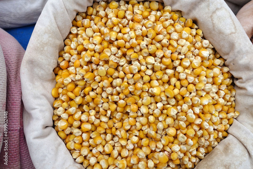 Unpackaged corn seeds sold in cloth bags at seed shops, a large amount of organic corn seeds, photo