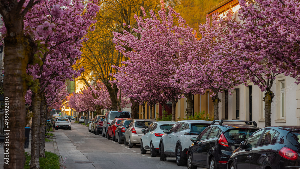 A row of beautiful blossoming cherry trees in an urban environme