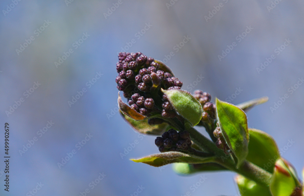 Siren flower - an unopened bud Siren flower - an unopened bud