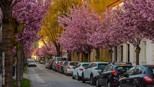 Fotografiet A row of beautiful blossoming cherry trees in an urban environme