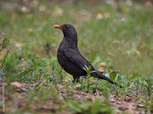 Common Blackbird. Bird in its natural environment.