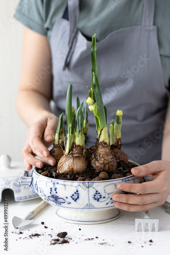 Young woman in the apron plants bulbs of narcissus in a vintage soup pot. Spring time. Concept of home garden, flowers, domestic life. Lifestyle