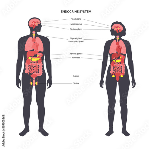 Human endocrine system