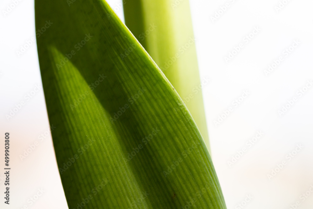 abstract green leaf detail nature and spa abstract green leaf detail nature and spa