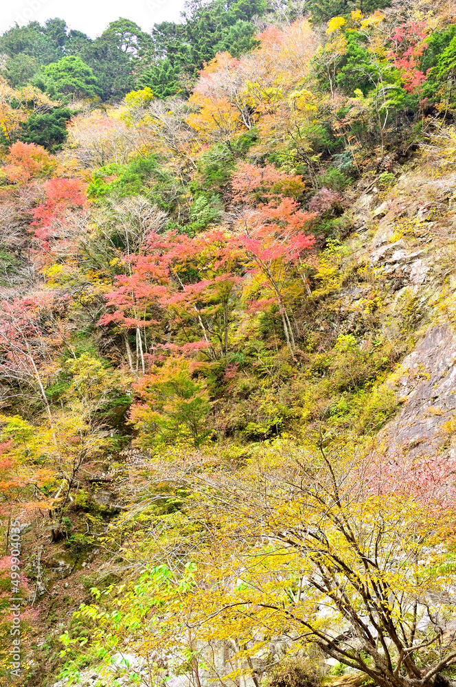 西丹沢の用木沢の紅葉
