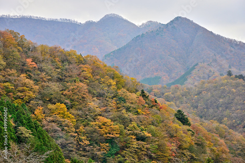 西丹沢の紅葉 白石林道より石棚山稜を望む 