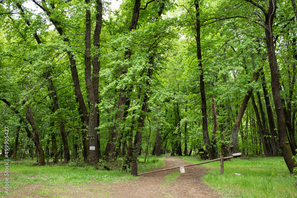 Obraz premium green forest landscape at spring time