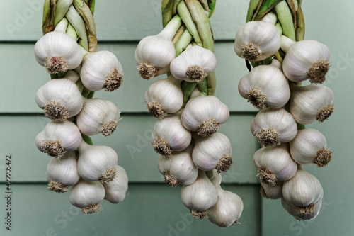 Garlic plaits are hanging in the sun to dry photo