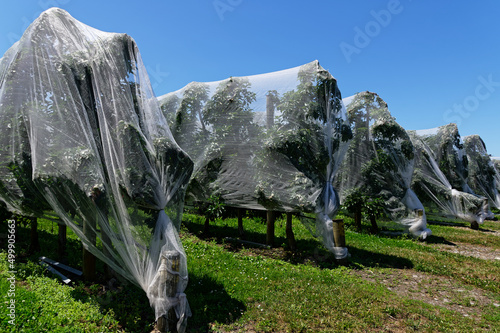 Canvastavla Protective nets cover apple trees in a New Zealand orchard