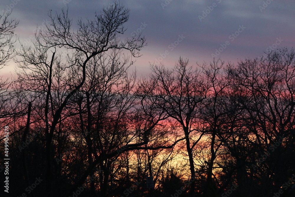 Fototapeta premium Sunset Behind Branches