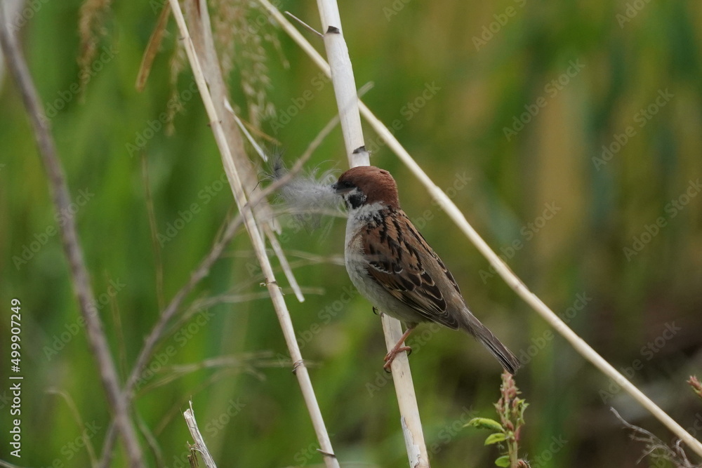 sparrow on the grass sparrow on the grass