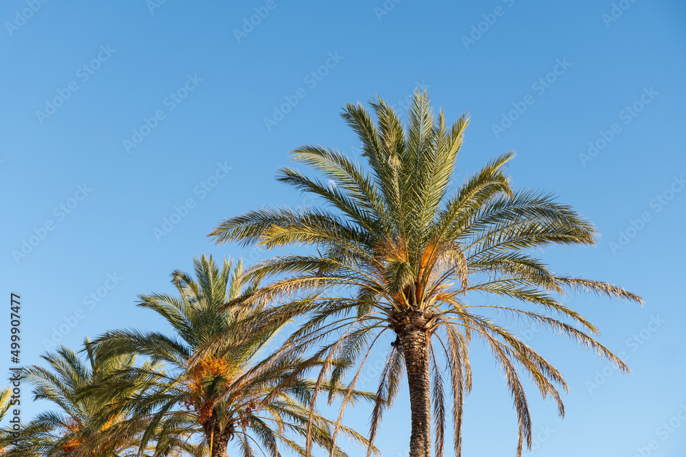 Some head palms in a blue sky. Green and orange leaves  from tropical palm trees. 