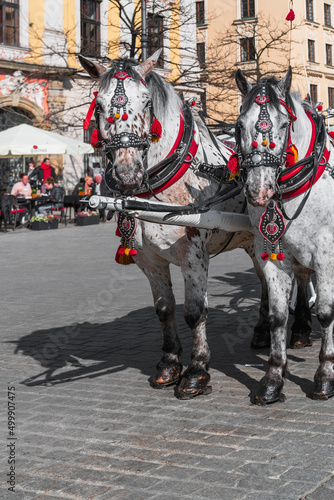 Close-up of the heads of two white horses in a common harness on a sunny day against a blurred background of people relaxing in a cafe on the street of Krakow, Poland. Tourist excursions in Europe