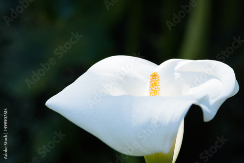 Calla Lily in Bloom