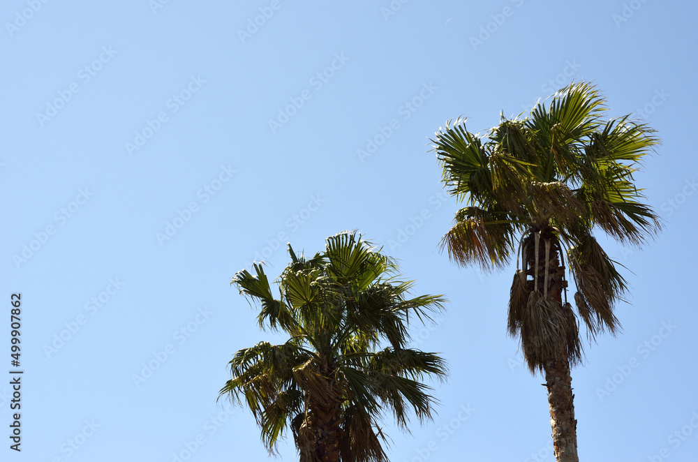 Fototapeta premium ヤシの木と青空 ワシントンヤシ