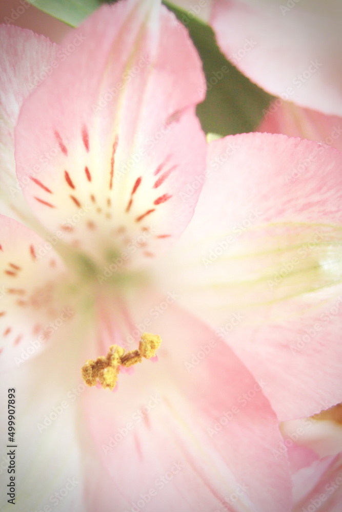 macro photo pollen of pink flowers