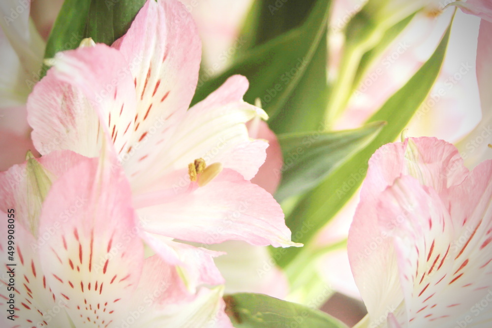 macro photo pollen of pink flowers macro photo pollen of pink flowers