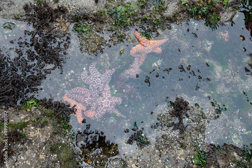 Rialto Beach Tide Pool creatures