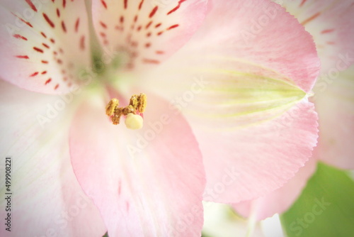 macro photo pollen of pink flowers