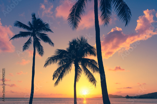 sunset on the beach and palm tree silhouettes  © kieferpix