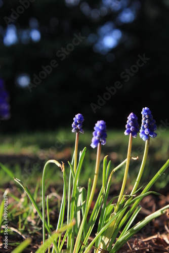 Grape Hyacinth  Muscari armeniacum  Muscari  purple flowers on the ground There is sunlight in the background  blurring.