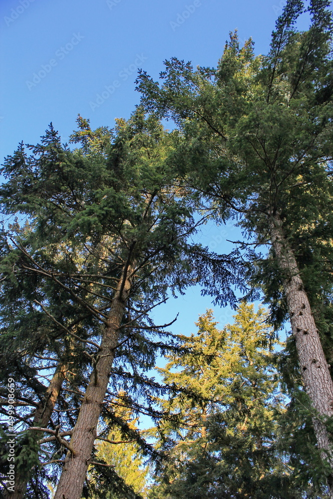 The top of a large pine tree has a blue sky behind it. The top of a large pine tree has a blue sky behind it.