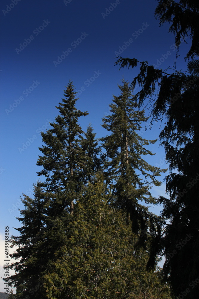 Pine trees against dark blue sky.