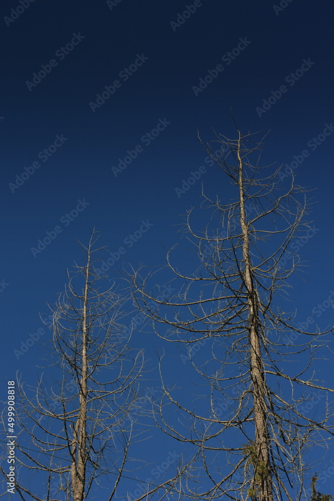 A leafless pine tree against a dark blue sky. A leafless pine tree against a dark blue sky.