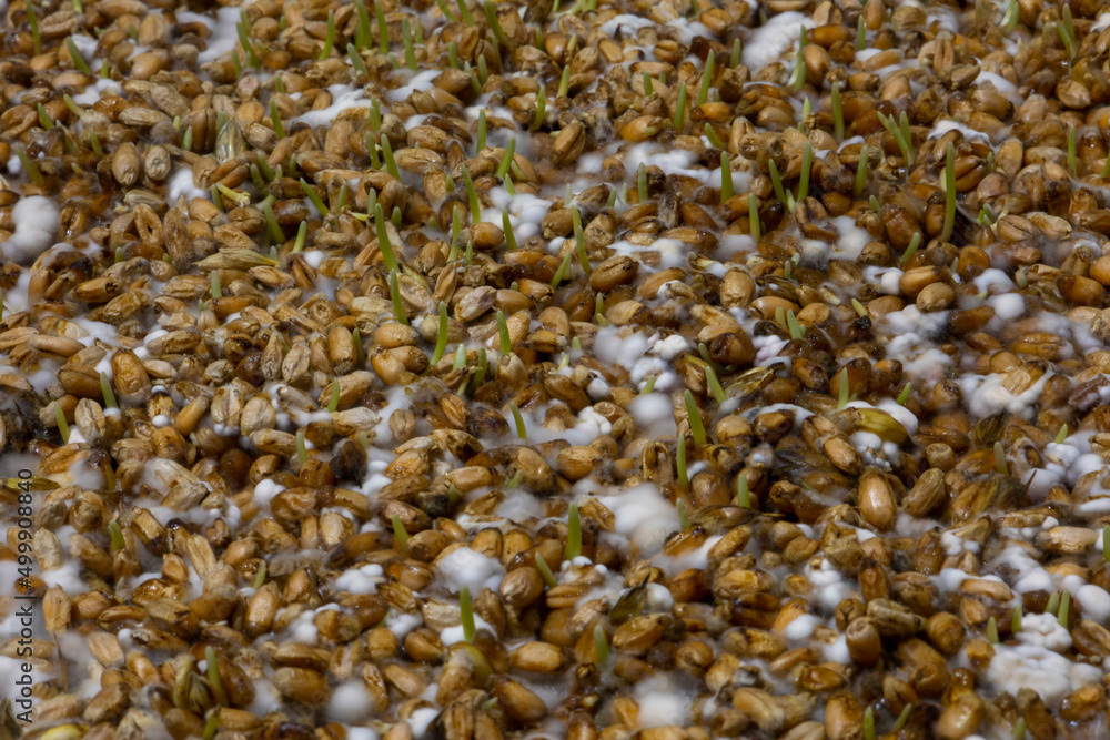 Sprouted wheat with small shoots. Sprouted wheat with small shoots.