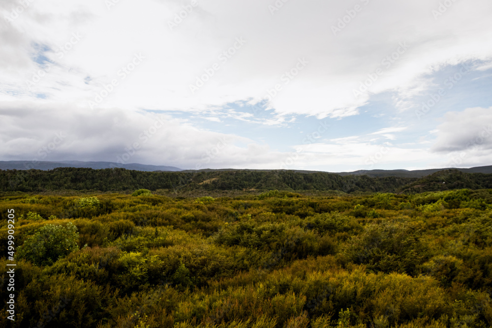 Landscape of a forest in the Chiloe National Park 